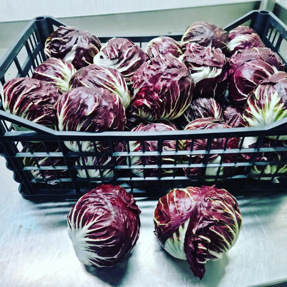 RADICCHIO